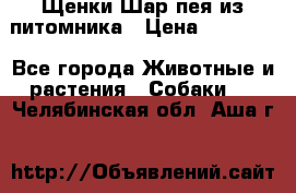 Щенки Шар пея из питомника › Цена ­ 25 000 - Все города Животные и растения » Собаки   . Челябинская обл.,Аша г.